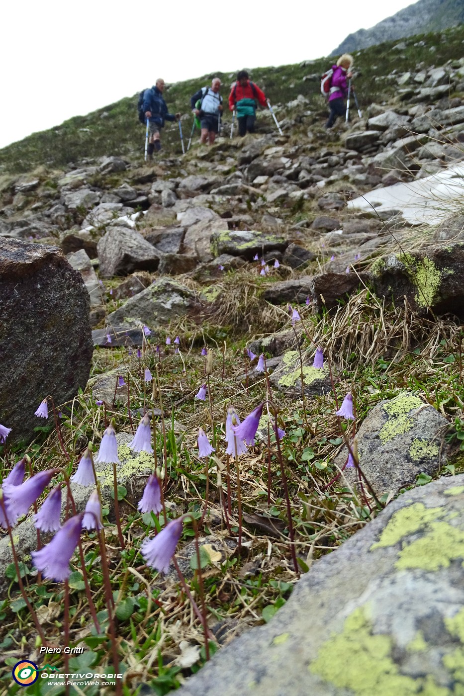 60 Soldanella piccola (Soldanella pusilla).JPG -                                